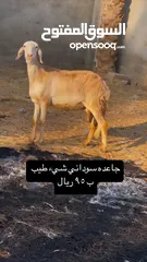  1 جاعده سودانيه للبيع