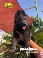  7 خدمه مبيت الكلاب وتدريبها
