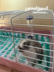  1 للبيع ارنب من فصيلة Rhinelander