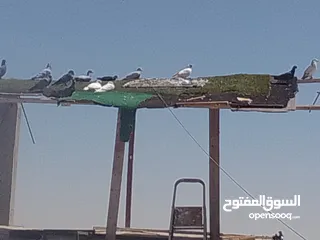  6 حمام كش الوان البيع.  في حمام زق  البيع