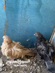  3 متاح زوج مخاليف حمام كشكي