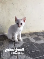  4 بيع قطه أم شيرازيه و الاب عماني عادي
