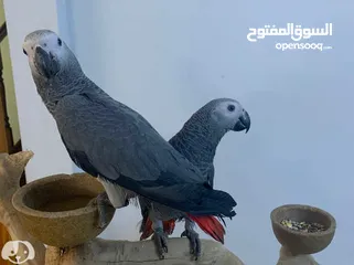  2 African Grey Parrot( Congo)