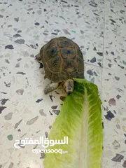 2 جوز سلاحف يوناني للبيع إقراء الوصف