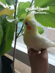  3 2 hand-feeding cockateil chicks tamed and friendly