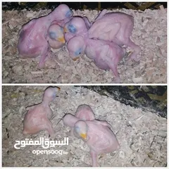  2 بيع فروخ بغبغاء الدره