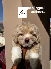  1 جراء فرينش تيرير للبيع