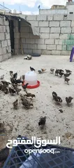  4 صوص جاج بلدي