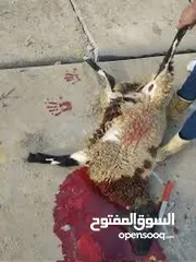  4 بسم الله جزار لذبح جميع الأضاحي عبور خرفان نعاج جدي