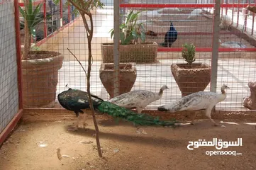  13 ضيوفنا الكرام  عيشو التجربه عنا بمزرعة وشاليه النور  مكان هادي وخصوصيه عائليه ومناظر طبيعية إلك وللأ