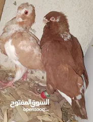  4 حمام جواز بصلات على نبي الحبه ب دينارين واغلبو تحتيو فراخ وبيض