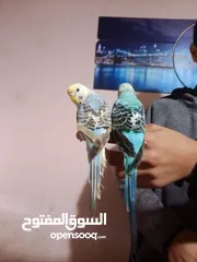  3 جوزين حب.  اقرا الوصف ضروري