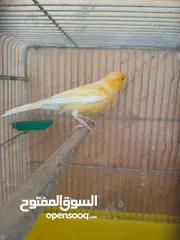  3 كنار جواز مع بيض وفي اجواز مع افراخ