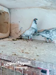  19 جواز نخب اول