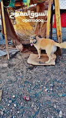  2 كلبه جميله واليفه للبيع  Cute and friendly dog ​​for sale