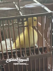  6 بطة صفرا صغيرة للبيع #بطة