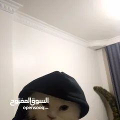  15 قطه انثى هملايا وقط ذكر مجموعة قطط صغار وكبار انثى سكوتش ستريت وقط ذكر هملايا افطس منتجين