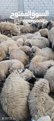  5 خرفان روماني