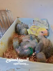  7 فراخ زق يدوي