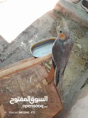  16 متاح جوزين  حب  كلهم اليفات كلهم جواز شغالة جواز نخب اول حبة كوكتيل للبيع اقرء الوصف