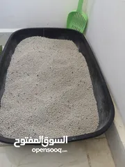  6 سكوتش فولد لونج هير للبيع ..........