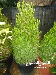  9 مشاتل المملكة الزراعية لتنسيق الحدائق