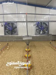  4 مستلزمات مزارع الدواجن الحديثة