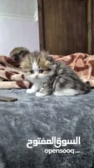  3 قطط باندا و فولد و سكوتش ستريت للبيع بسعر مرتب