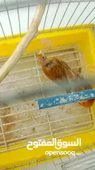  12 جوز كنار نحاسيات نار