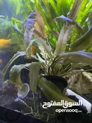  4 حوض سمك مرتب ورايق