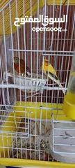  3 طيور للبيع