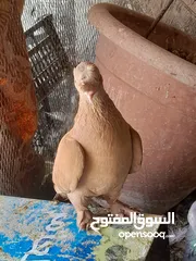  3 حمام مكاوي و فراخ...اعمار مختلفه انتاج درجة اولى