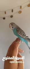  4 طيور حب نوعيه ممتازه