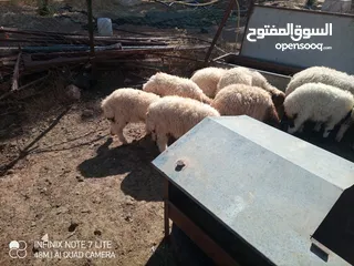  1 عبر العدد 10 أعمار ثلاث شهور  شكل و لون وسر طيب تسمم غذائي عبر عز المقنوي و الربط من نصيب الشراي