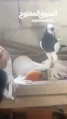  7 جوز فراخ منافيخ جامبو اسود على اصفر في مادبا