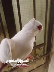  11 بولنديات نخب ولا غلطة