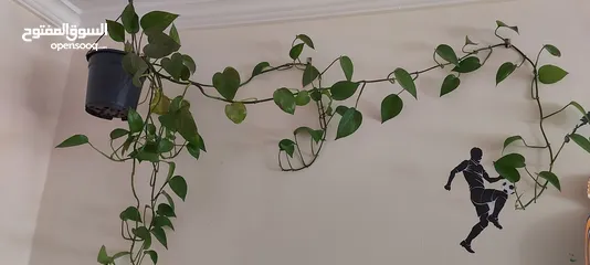  4 plants Curtains rod