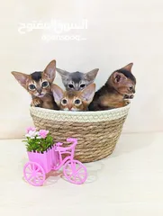  4 Purebred Abyssinian kittens Available  متوفر قطط حبشية أصيلة