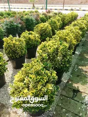  4 جميع أصناف أشجار الزينه الايطاليه