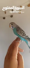  3 بيع طير حب