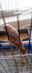 4 الله يبارك لصاحب النصيب