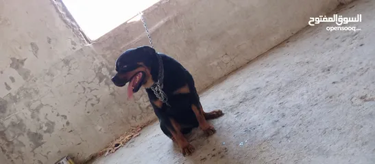  1 كلب روت وايلر مستواه عالي حجم جامبو