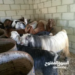  2 بسم الله ماشاء الله 14 راس غنم من ضمنهم شعريتين وتيس وعنزه وراها توم جدايه