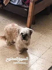  5 انثى فرنسيه معشره وصحتها ممتازه مطعمه مطعومين معها لتر بوكس واغراضها للتواصل
