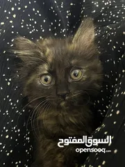  3 قطط للتبني