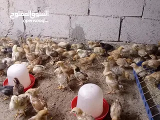  10 صوص بلدي عمر 38 يوم   صوص بلدي عمر 18 يوم
