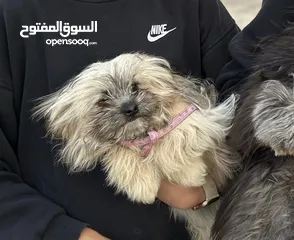  3 كلاب هايفينيز ذكر وانثى للبيع عمر 10 شهور  مطعمين