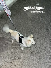  6 كلاب لولو فوكس