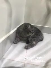  2 قط عمره 8 اشهر جميل وا رخيص رقم الوتس