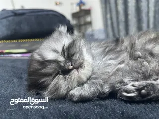  5 قطه العمر شهر ونص